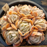 PRESALE Echeveria Potosina Elegans Cluster, (Random)