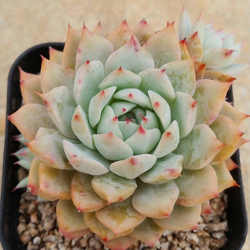 Echeveria Prism, (Random)