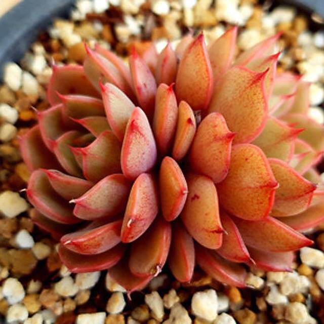 PRESALE Echeveria Ruby Singh, Double, (Random)