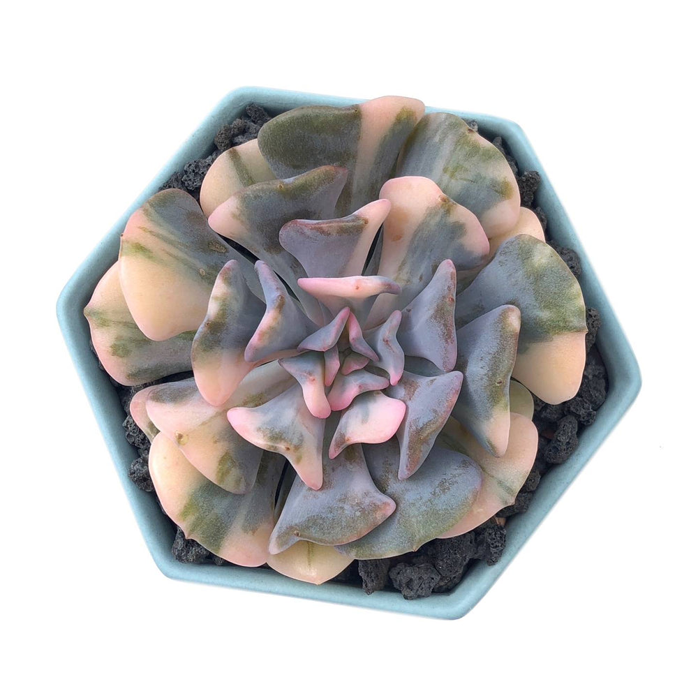 RESERVED Echeveria Cubic Frost, Variegata, (Video), (Ready to Ship)