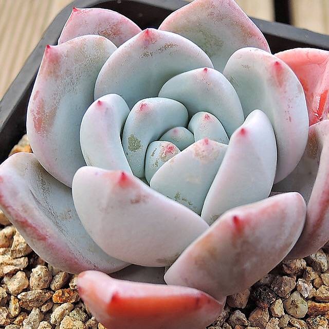 PRESALE Echeveria Ivory, (Not so Random)