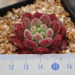 PRESALE Echeveria Carol, (Random)