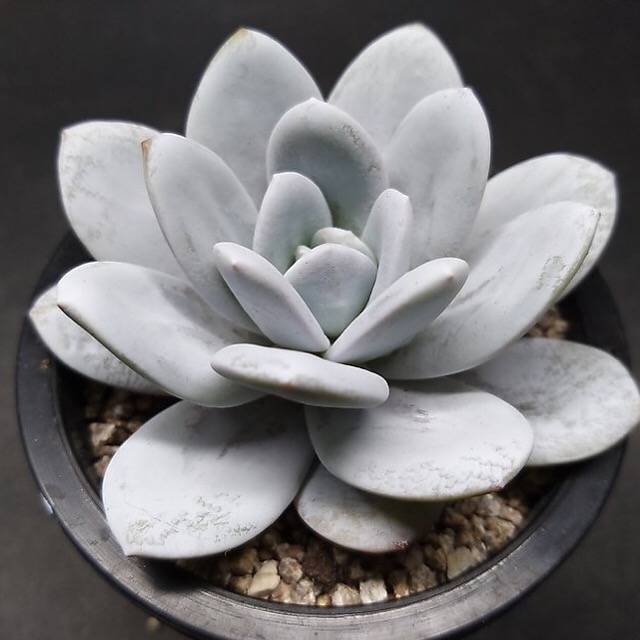 PRESALE Echeveria Lauii, (Random)