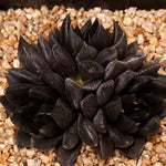 PRESALE Echeveria Dark Knight, Hybrid? (Random)