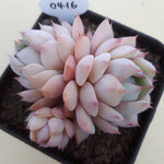 SPECIAL!! JUST CART! PRESALE Echeveria Tippy, (Not so Random)