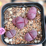 Lithops Rubra, (Random)