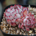 PRESALE Echeveria White Zaragosa, Double, (Not so Random)