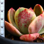 PRESALE Echeveria Angpang, (Random)