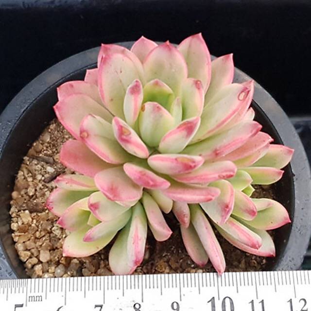 PRESALE Echeveria Mini Belle, (Random)