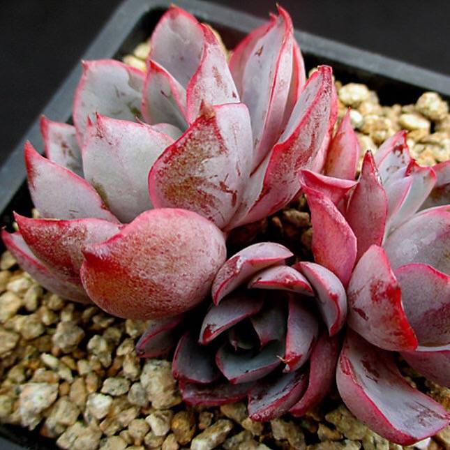 PRESALE Echeveria Hera, (Random)