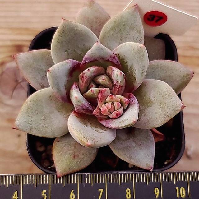 (RESERVED) Echeveria Champagne, Germany
