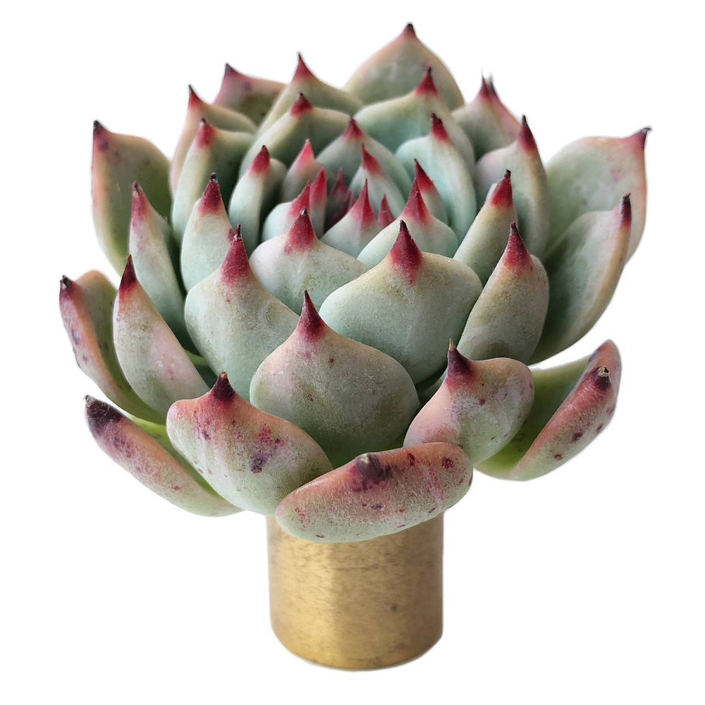 Echeveria Chihuahuaensis, Extremely Light Variegation