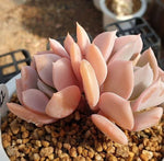 MOTHER'S DAY WEEKEND FLASH SALE! PRESALE Echeveria Exotic, (Random)