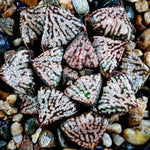 Haworthia Picta Pandora