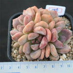 (AVAILABLE) Echeveria Ariel, (Cluster)