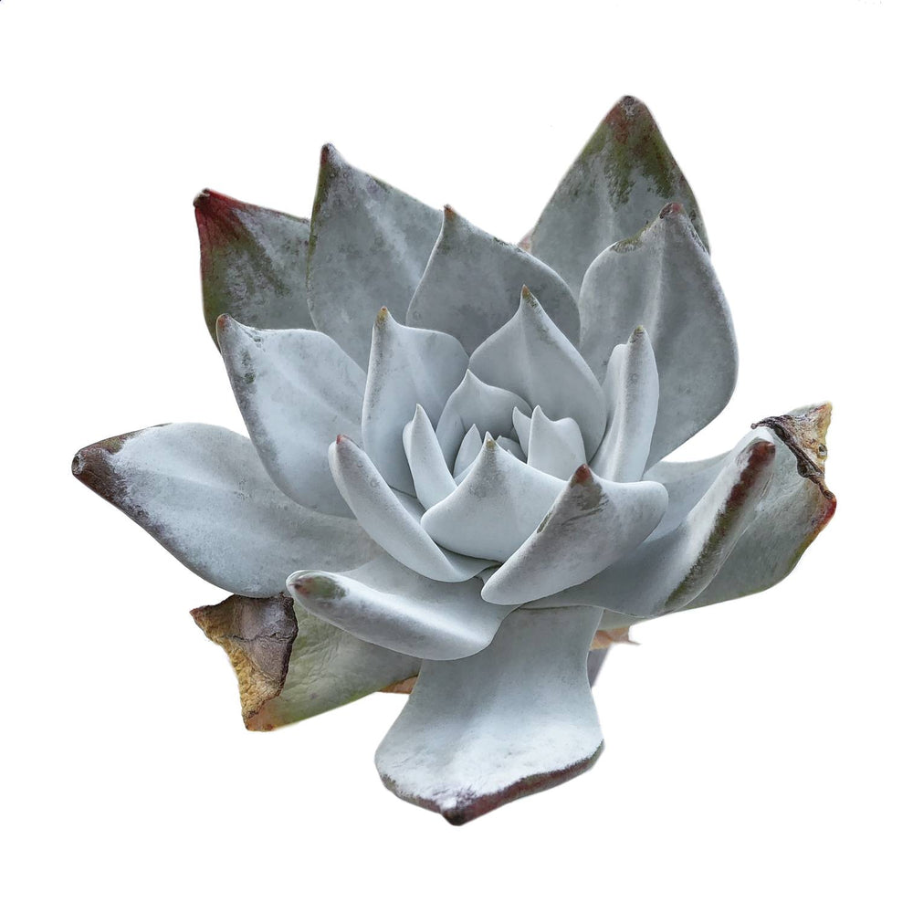 RESERVED Echeveria Baron, Video (Ready to Ship)