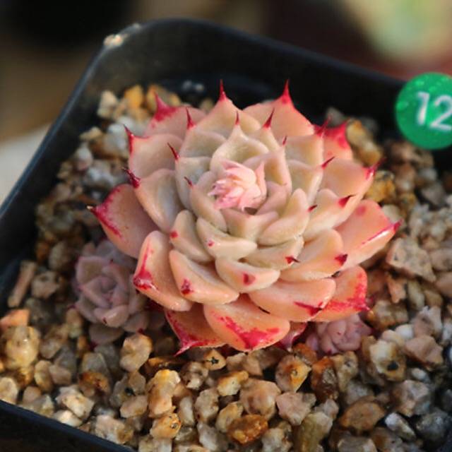 PRESALE  Echeveria Halbingeri, (Random)