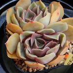 PRESALE Echeveria Keys, (Random)