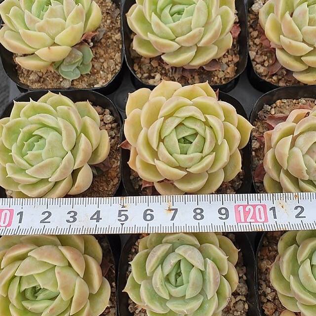 PRESALE Echeveria Onslow, (Random)