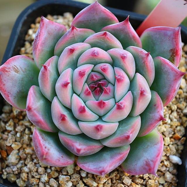 Echeveria Colorata Sp., (Not so Random)