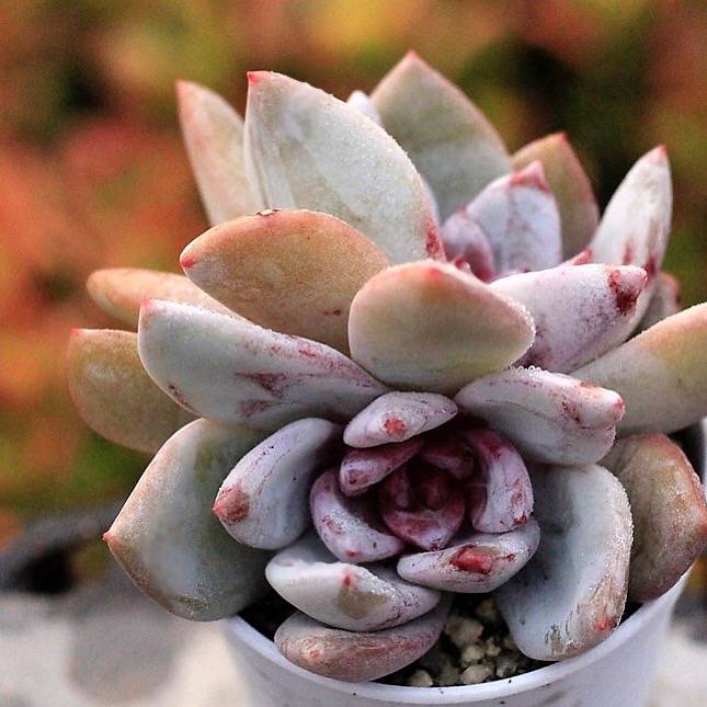 PRESALE Echeveria Trumso, Double