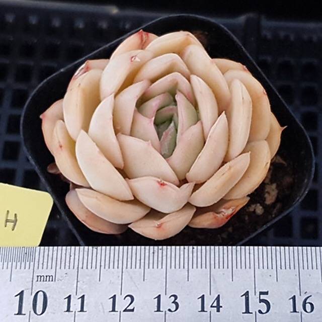 PRESALE Echeveria Strawberry Ice, (Random)