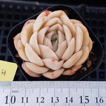 PRESALE Echeveria Strawberry Ice, (Random)