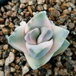 PRESALE Crassula Moonglow, Variegata, (Not so Random)