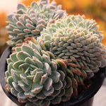 PRESALE Echeveria Elegans Potosina Crystal Cristata, (Not so Random)