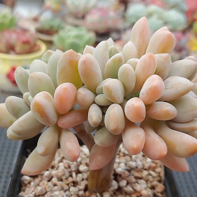 SPECIAL!! JUST CART! PRESALE Echeveria Cremneria 'Expatriata' f.cristata, (Not So Random)