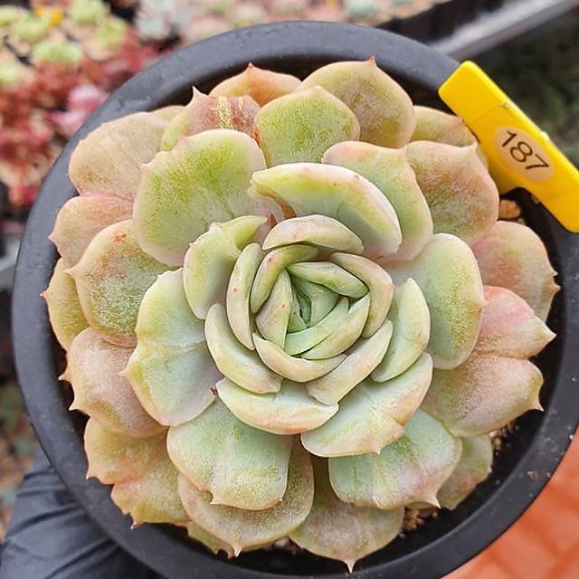 onlyonerhonda succulent Echeveria Onslow, Variegata