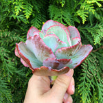 Echeveria Flying Cloud