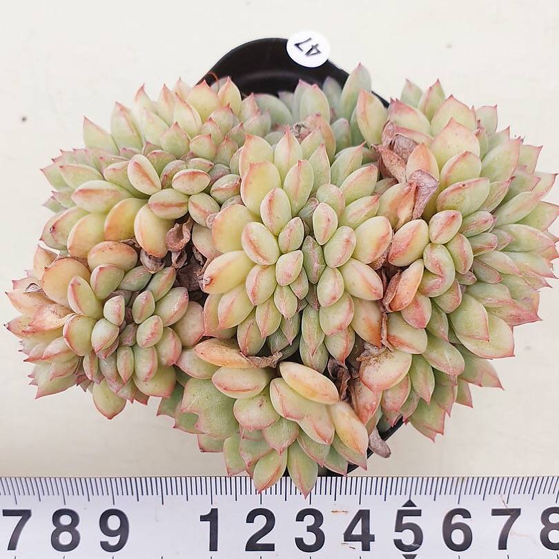 PRESALE Echeveria Brave, Cristata, (Random)