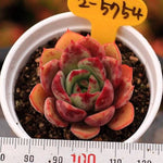 PRESALE Echeveria 'Pepala' (New!)