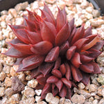 PRESALE Echeveria Purple Star, (Not so Random)