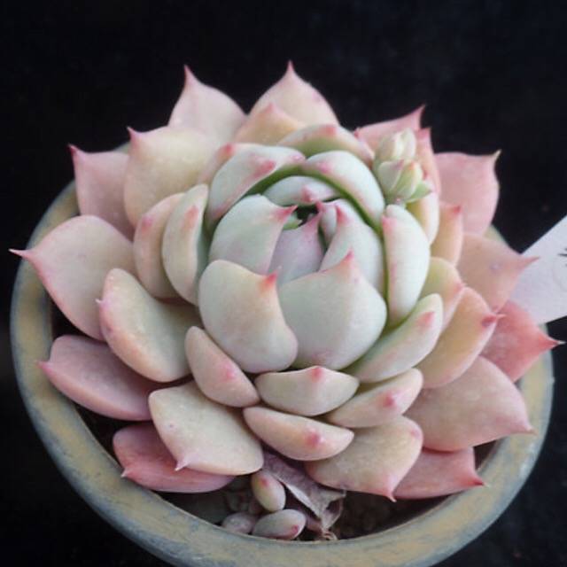 PRESALE Echeveria Prism, (Not so Random)