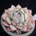 PRESALE Echeveria Prism, (Not so Random)