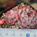 PRESALE Echeveria White Zaragosa, Double, (Not so Random)