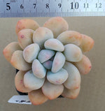 Pachyphytum Frevel, (Random)