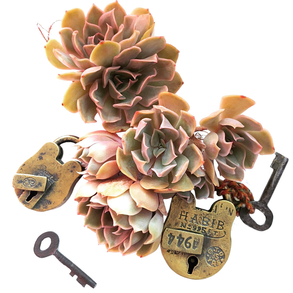 Echeveria Keys, (Not so Random)