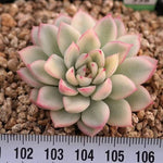 BLACK FRIDAY SNEAK, Echeveria Mebina, Variegata, (Random)