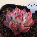 PRESALE Echeveria Chihuahuaensis cv, (Random)