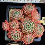 PRESALE Echeveria Nana Hook, (Random)