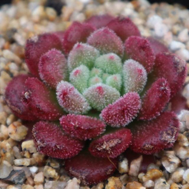 PRESALE Echeveria Carol, (Random)