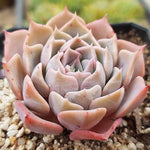 PRESALE Echeveria Glow, (Random) **VIDEO ATTACHED**