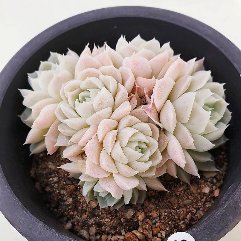 PRESALE Echeveria Hughmillus Cluster, (Random)