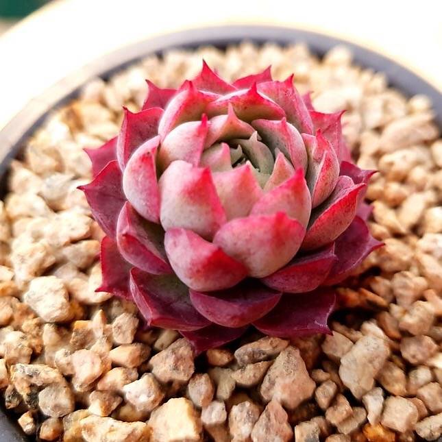 PRESALE Echeveria Charlotte, (Random)