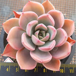 PRESALE Echeveria Sp., (Not so Random)