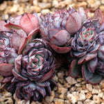 PRESALE Echeveria Encino