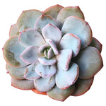 Echeveria Cream Tea, Large